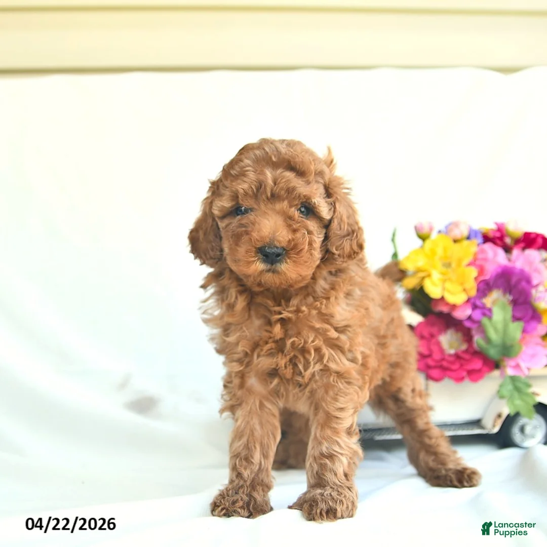Toy Poodle dogs for sale: Posie  - Ad 2