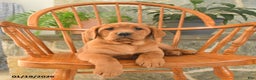 Labrador Retriever dogs for sale: Ginger - Ad 4