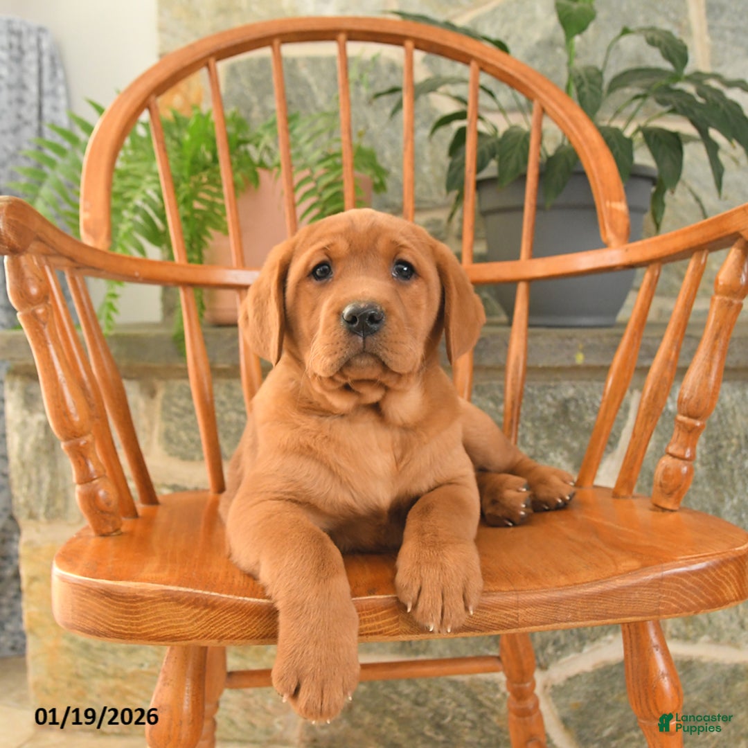 Labrador Retriever dogs for sale: Ginger - Ad 4
