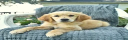 Golden Retriever dogs for sale: Alice  - Ad 2