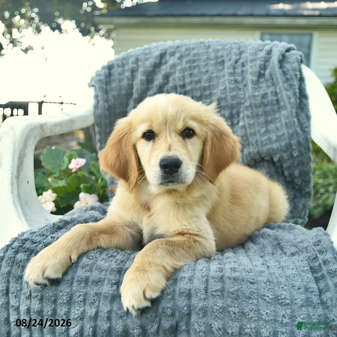 Golden Retriever dogs for sale: Alice  - Ad 2