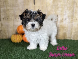 Mixed Breed dogs Dottie - Ad 5