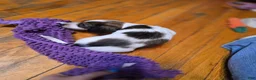 Miniature Dachshund dogs for sale: Grizz - Ad 8