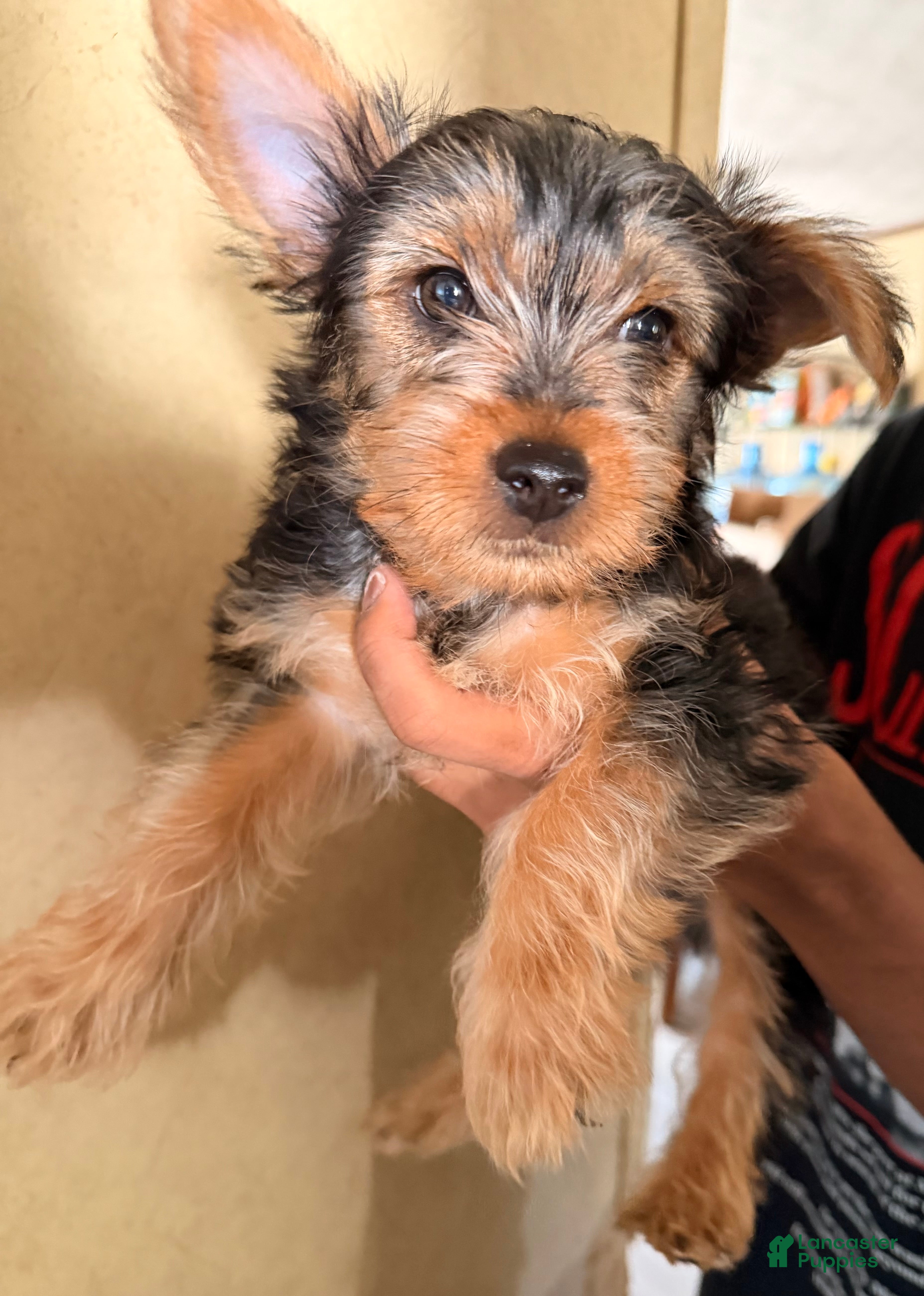 Yorkshire Terrier dogs Mario - Ad 32
