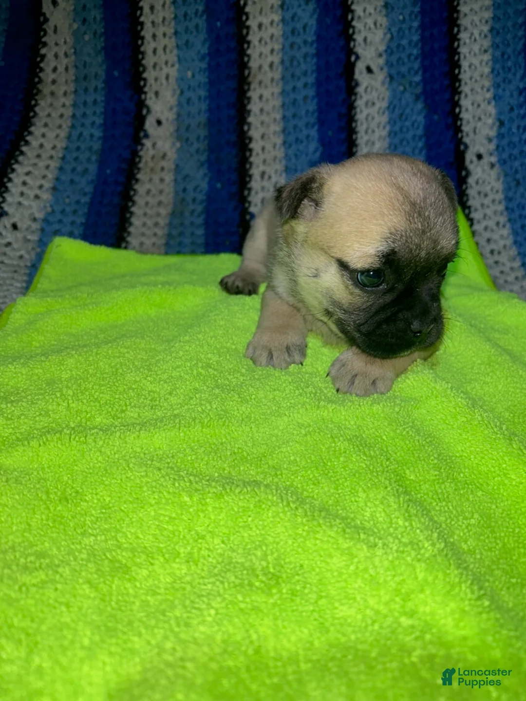 Mixed Breed dogs for sale: Joe - Ad 2