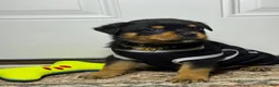 Rottweiler dogs for sale: Rottweiler 1 - Ad 3
