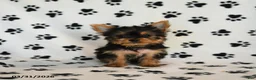 Yorkshire Terrier dogs for sale: Polly - Ad 2
