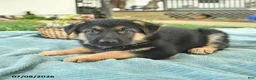 German Shepherd dogs for sale: Icon - Ad 5
