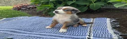 Australian Shepherd dogs for sale:  Zayne - Ad 4