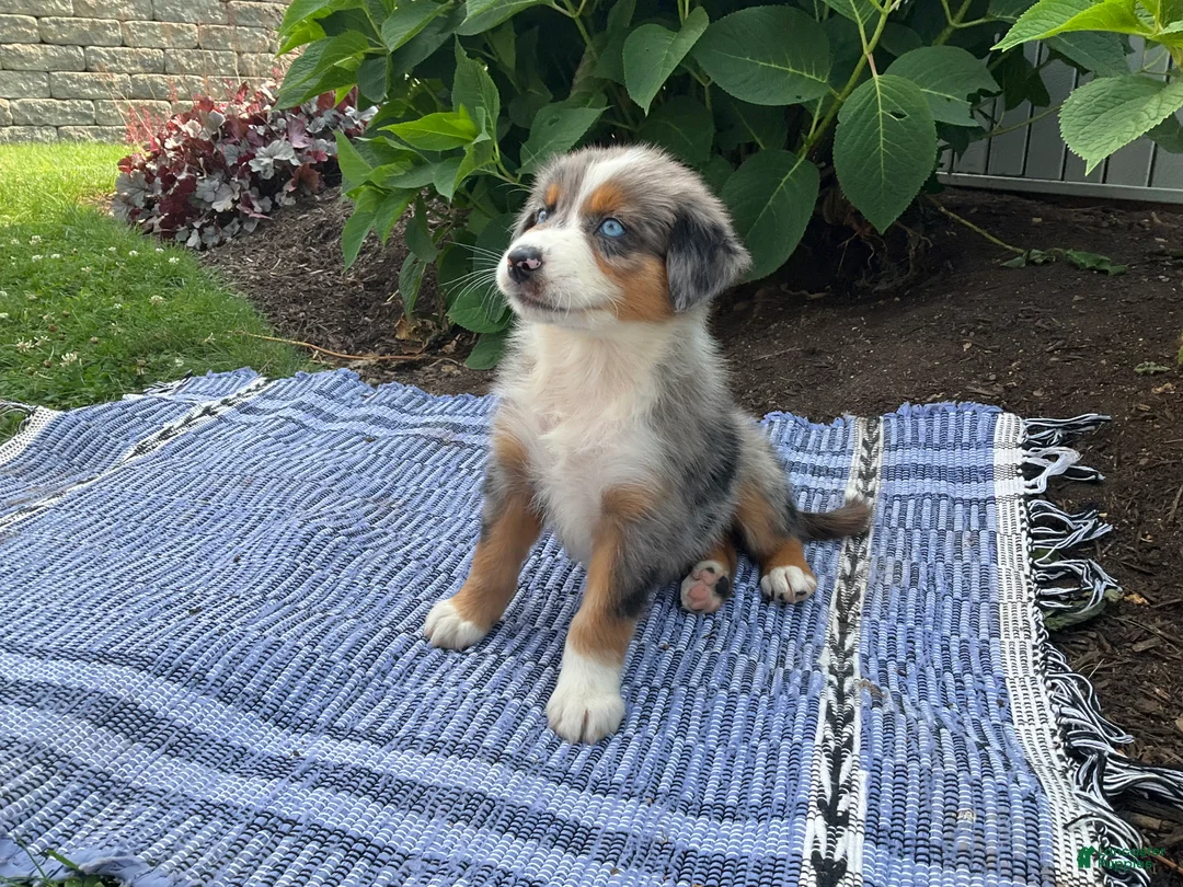 Australian Shepherd dogs for sale:  Zayne - Ad 4