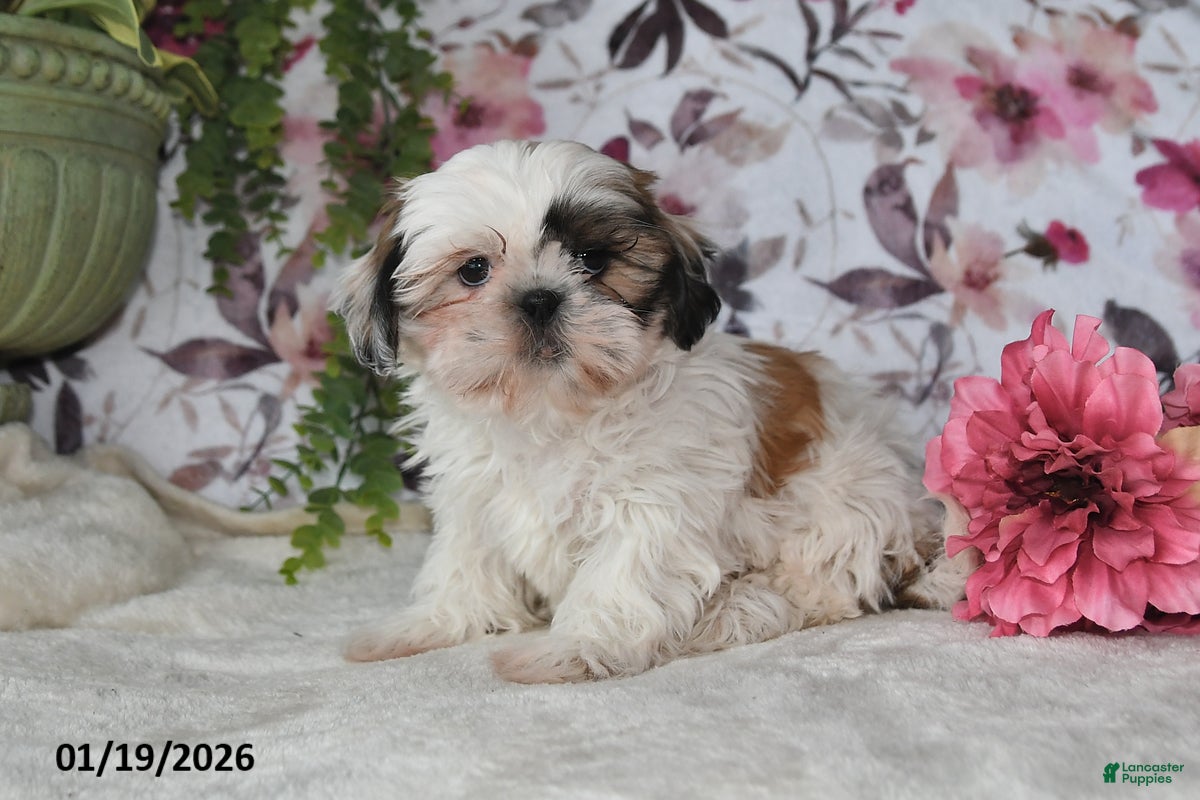 Shih Tzu dogs Dean - Ad 2