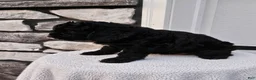 Mini Bernedoodle dogs for sale: Courtney - Ad 4