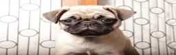 Pug dogs for sale: Willa - Silly Female Pug  - Ad 3