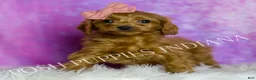 Cavapoo dogs for sale: Sunflower Adorable F1B Champion Line Cavapoo - Ad 3