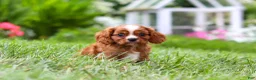 Cavalier King Charles Spaniel dogs for sale: Ollie - Ad 14