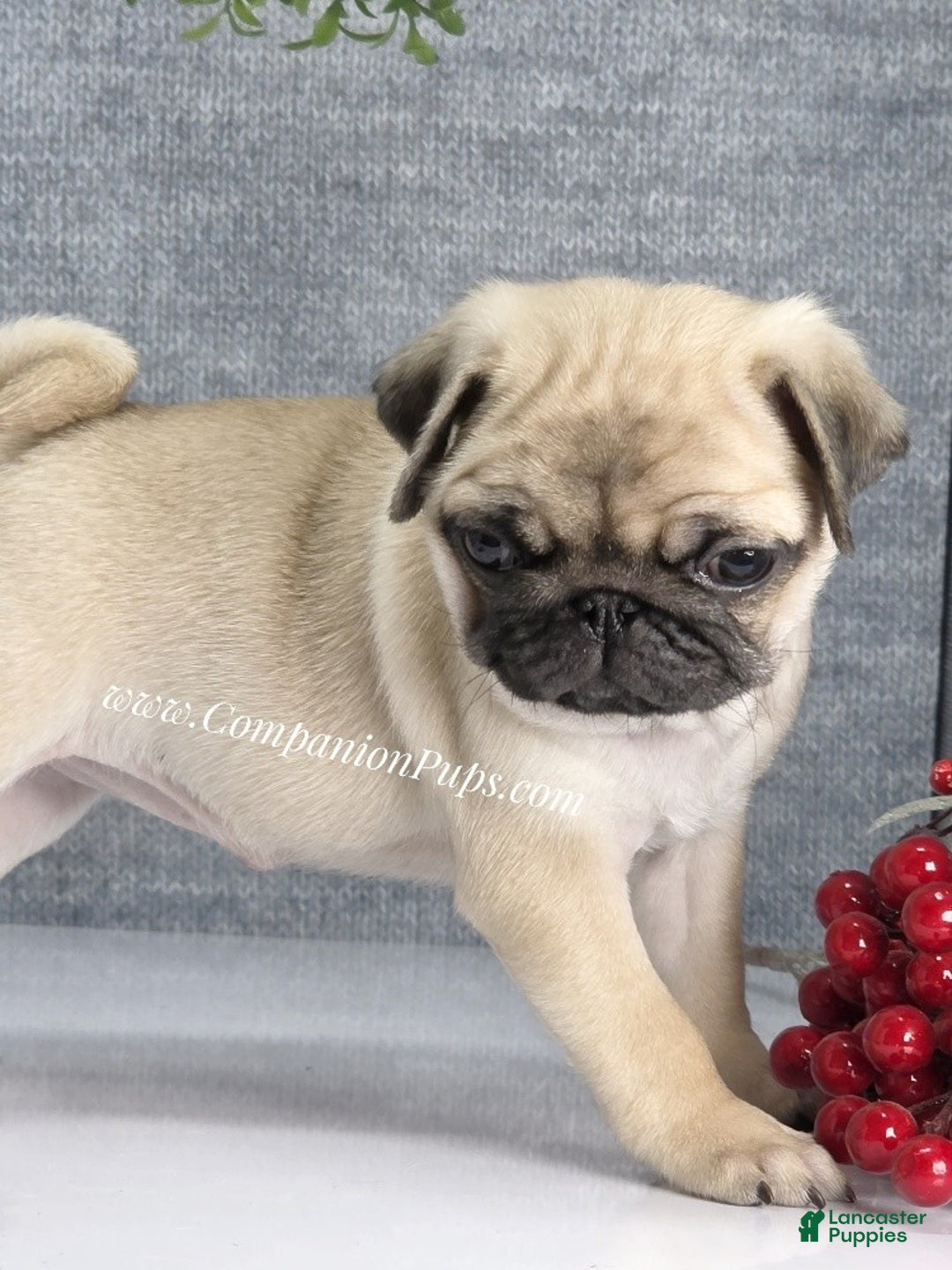Pug dogs for sale: Marie Soft, Sweet, Playful Pug Pup! Great Christmas Present! - Ad 23
