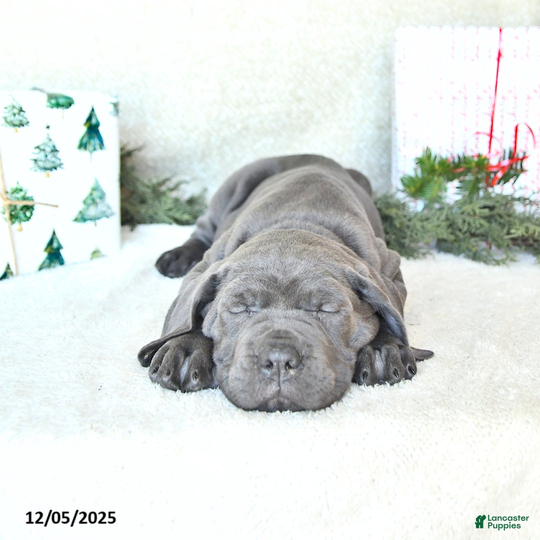 Cane Corso dogs for sale: Noel - Ad 3