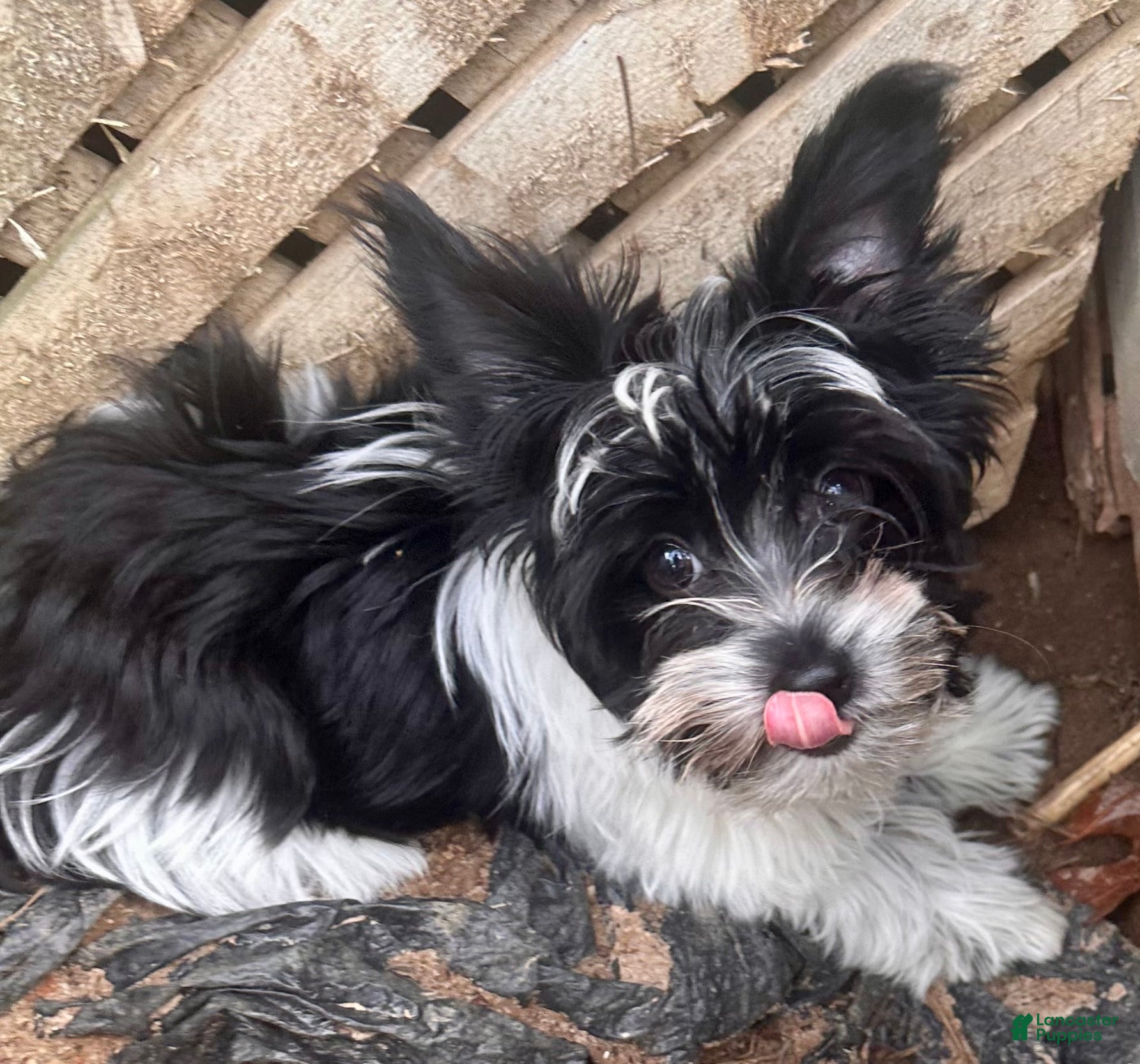 Biewer Terrier dogs Duke - Ad 1
