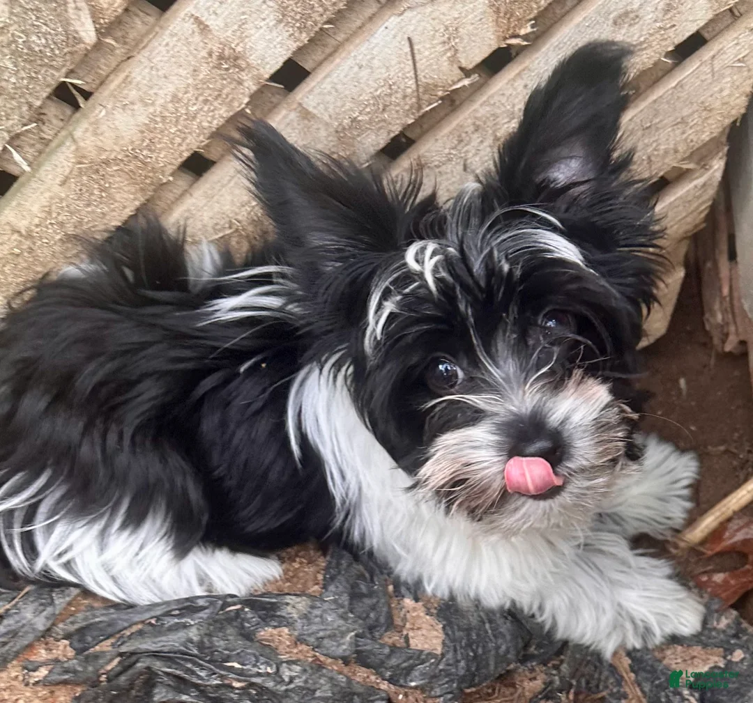 Biewer Terrier dogs for sale: Duke - Ad 1