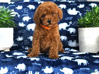 Miniature Poodle dogs Nevan - Ad 38