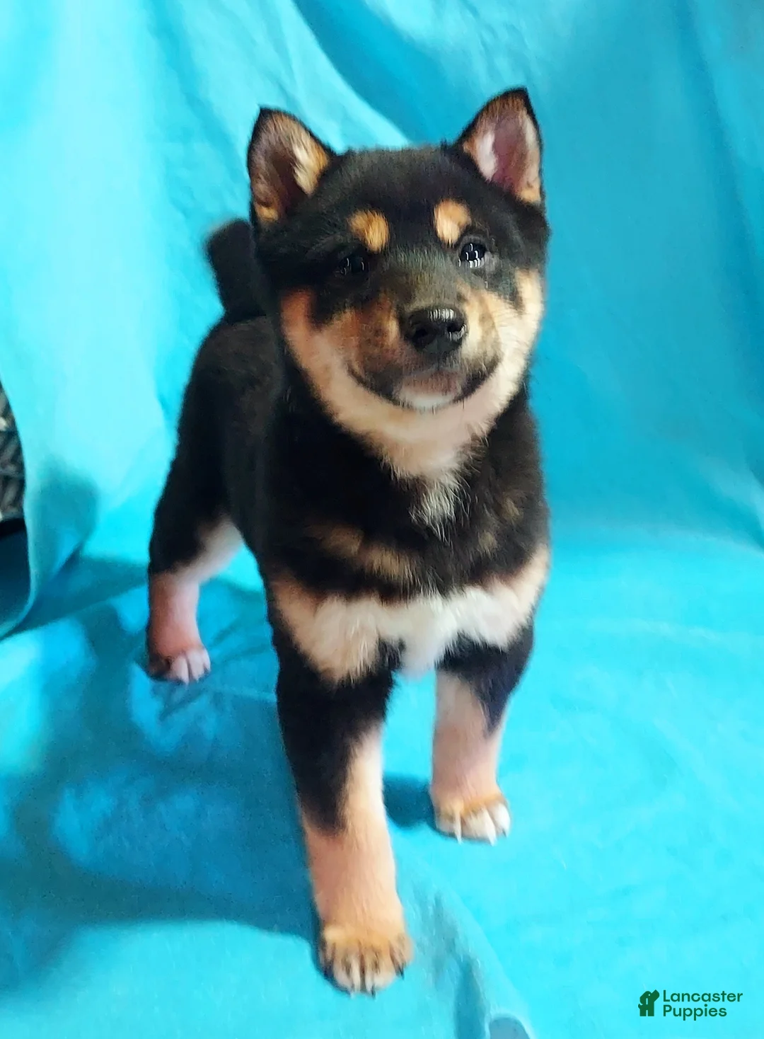 Shiba Inu dogs for sale: Bradon  - Ad 4