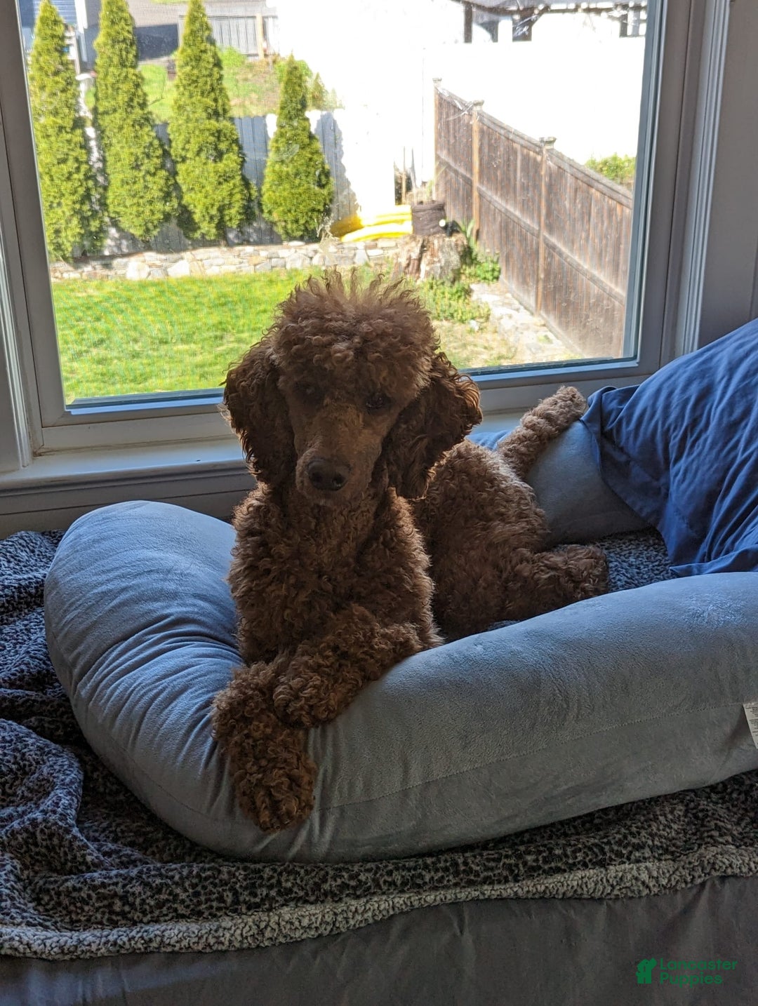 Gallery Image {{count}}