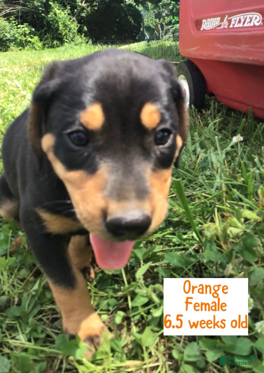 Catahoula Leopard Dog dogs Orange, Female - Ad 1
