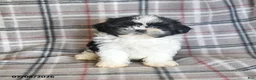 Shih Tzu dogs for sale: Kolby - Ad 15