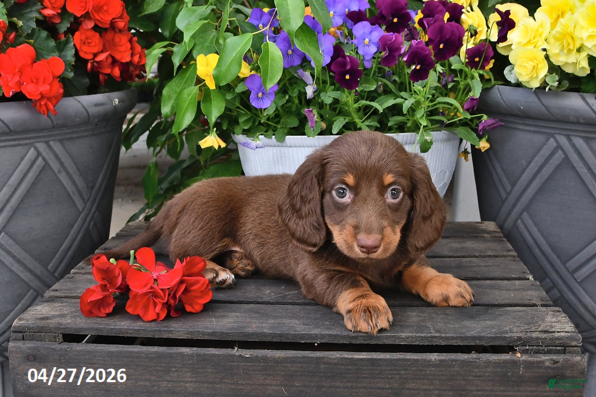 Dachshund dogs Summer - Ad 2