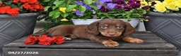 Dachshund dogs for sale: Summer - Ad 2