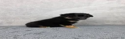Miniature Australian Shepherd dogs for sale: Bear - Ad 4