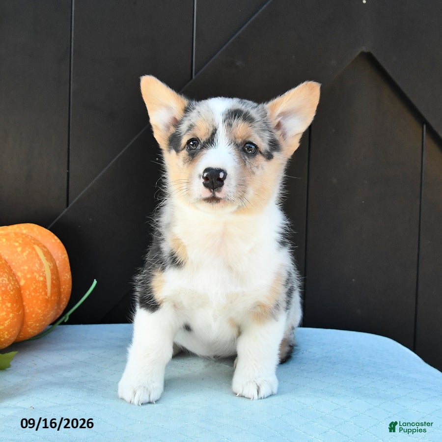 Welsh Corgi Pembroke dogs Ginger - Ad 2