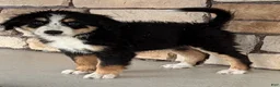 Bernedoodle dogs for sale: Ricky - Ad 3