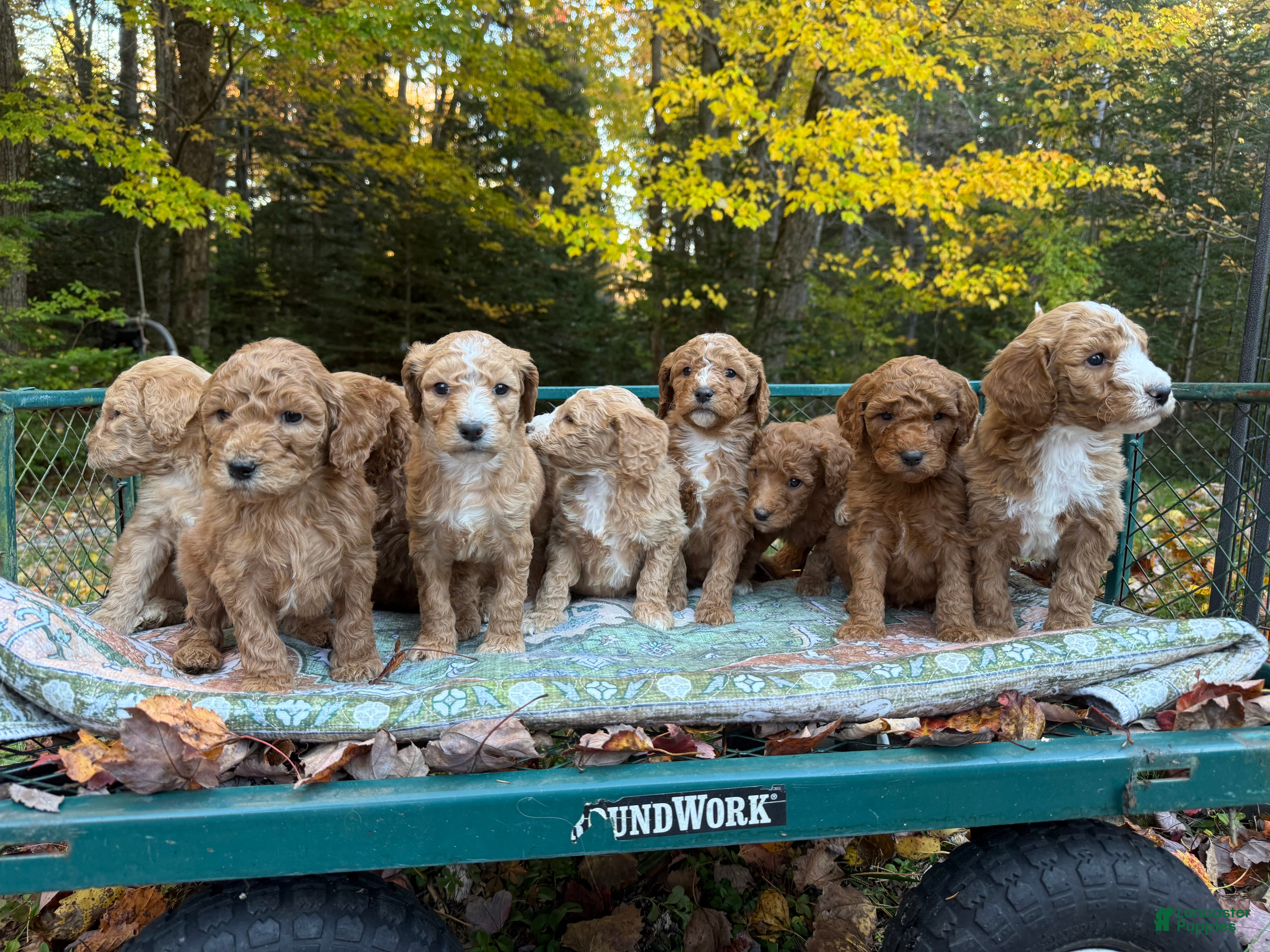 Standard Poodle dogs for sale: "Olympic" Club - Ad 22