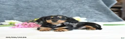 Miniature Dachshund dogs for sale: Easton - Ad 1