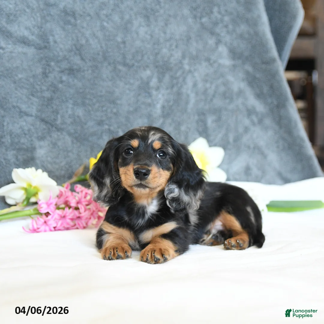 Miniature Dachshund dogs for sale: Easton - Ad 1