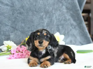 Miniature Dachshund dogs for sale: Easton - Ad 3