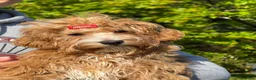 Maltipoo dogs for sale: Lavender  - Ad 4