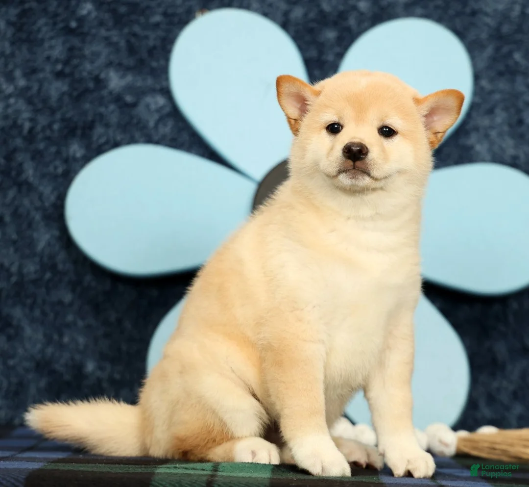 Shiba Inu dogs for sale: Katie - Ad 1