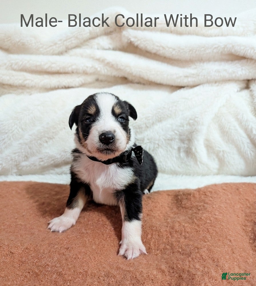 Australian Cattle Dog dogs Male- Black Collar With Bow - Ad 1