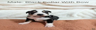 Male- Black Collar With Bow