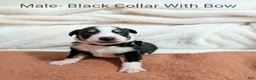 Australian Cattle Dog dogs for sale: Male- Black Collar With Bow - Ad 1