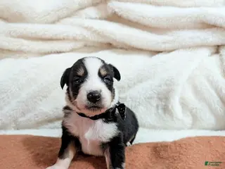 Australian Shepherd dogs for sale: Male- Black Collar With Bow - Ad 3