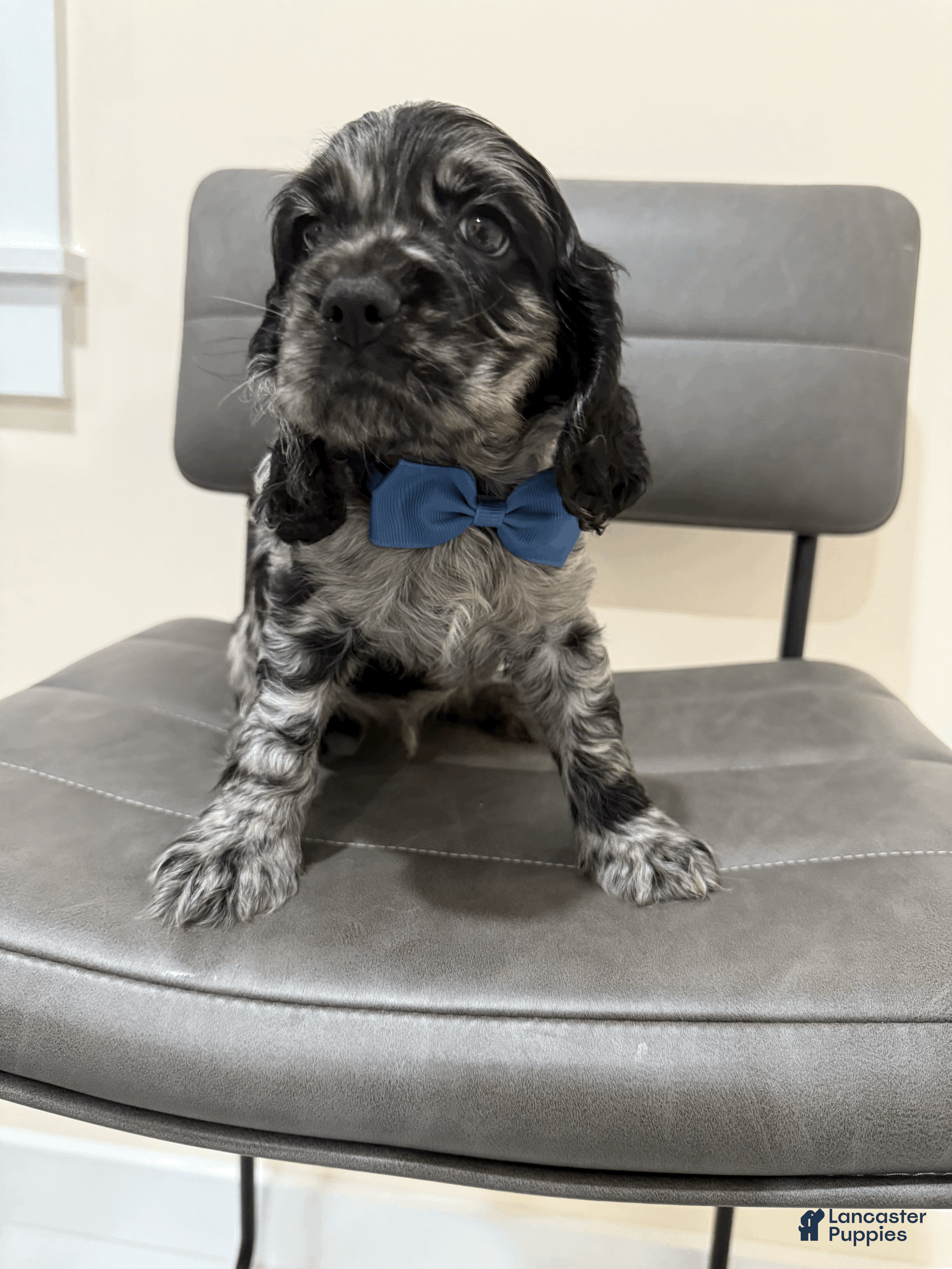 Cocker Spaniel dogs coconut  - Ad 11