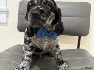 Cocker Spaniel dogs coconut - Ad 23