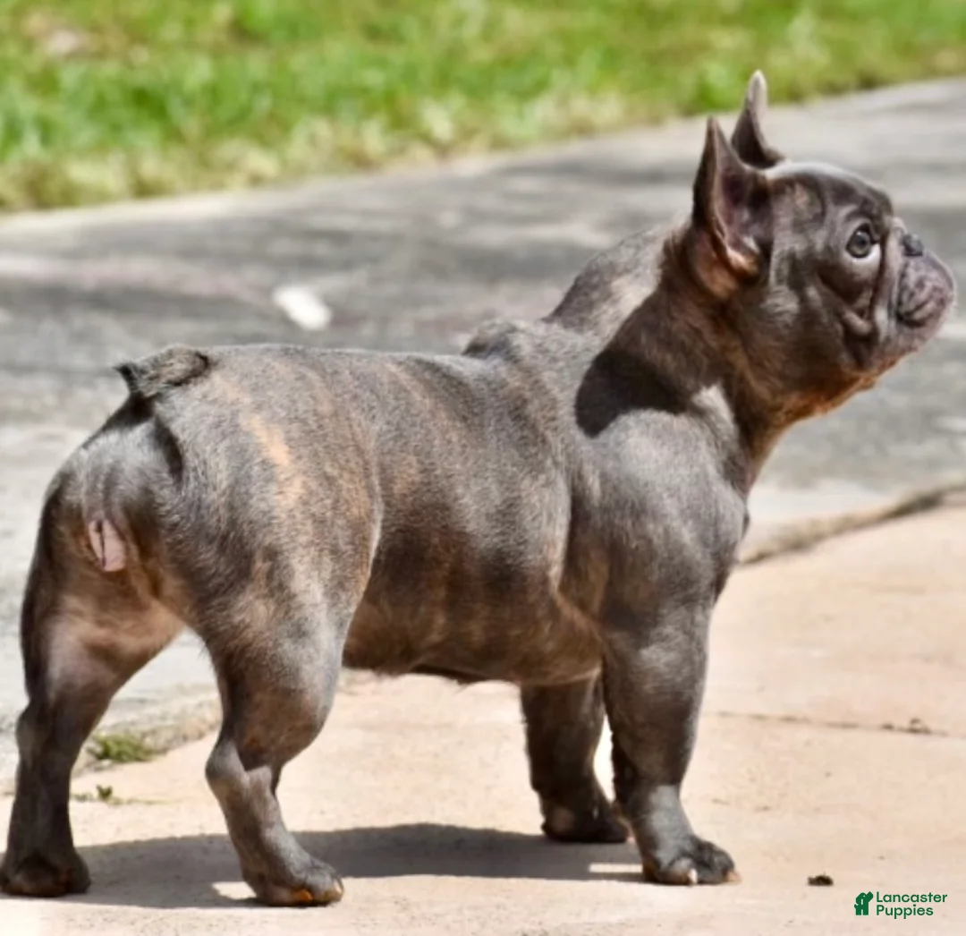 French Bulldog dogs for sale: French Bulldog Puppy 2 - Ad 7