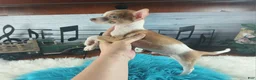 Chihuahua dogs for sale: Male teacup chihuahua.  Hand Delivery  - Ad 4