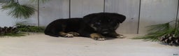 German Shepherd dogs for sale: Harper - Ad 11