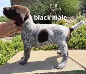German Shorthaired Pointer dogs Black Male - Ad 1
