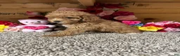 Toy Poodle dogs for sale: Toy Poodle 2 - Ad 3